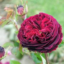 Red roses, in bud or fully open, are the traditional way of saying, ‘‘I love you,’’ on February...