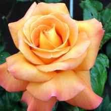 For the passionate, giving an orange rose hints at steamy stuff in store.

