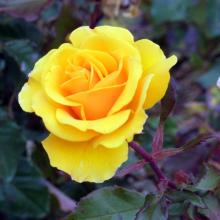 Yellow roses have so many meanings that sending one is a minefield.

