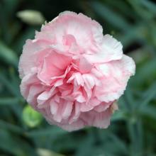 If roses are sold out, carnations are good alternatives.