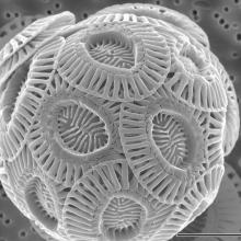 Photoplankton, like this coccolithophore, are aquatic single-celled plants. They live to depths...