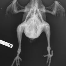 Before (above) and after photos show the result of surgery to correct kakapo Queenie 3A’s...