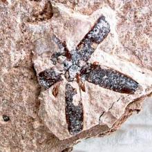 The majority of fossils taken from Foulden Maar are leaves, but 40 different flowers have been...