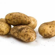 Now is a great time for unearthing potatoes. Photo by Peter McIntosh.