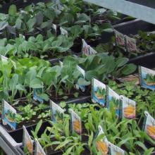 Sales of vegetable seeds, seedlings and gardening products have increased in Timaru in the past...