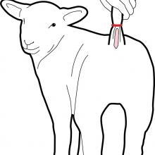 The correct location to use a rubber ring or hot iron when docking a sheep’s tail. IMAGE:...