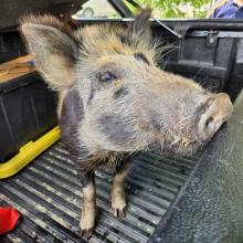 The infamous Queenstown pig, apprehended by police, is in need of a sty. PHOTO: QUEENSTOWN LAKES...