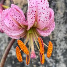 An extraordinary variety of lilies are grown all over the world, including here in Dunedin, and...