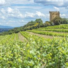 Vineyards in the southern Rhone sunshine. Photo: Getty Images