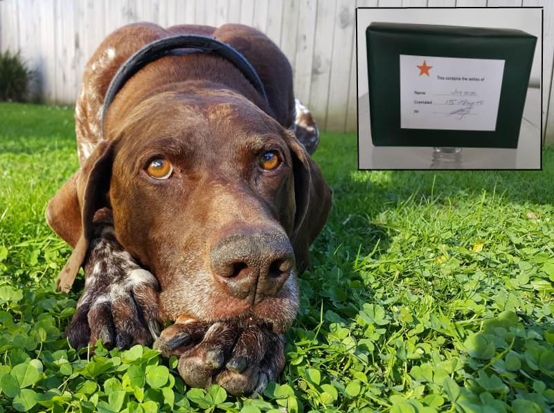 Pet Cremations Increasingly Popular Otago Daily Times Online News