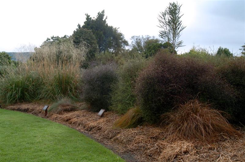 Image of Pea straw mulch in a garden