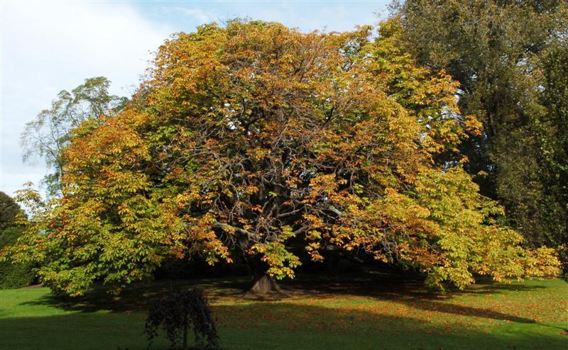 How long for a horse chestnut tree to grow 25m high