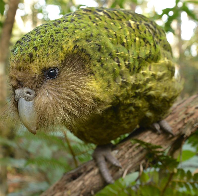 Kakapo decline due to Europeans, study finds | Otago Daily Times Online ...