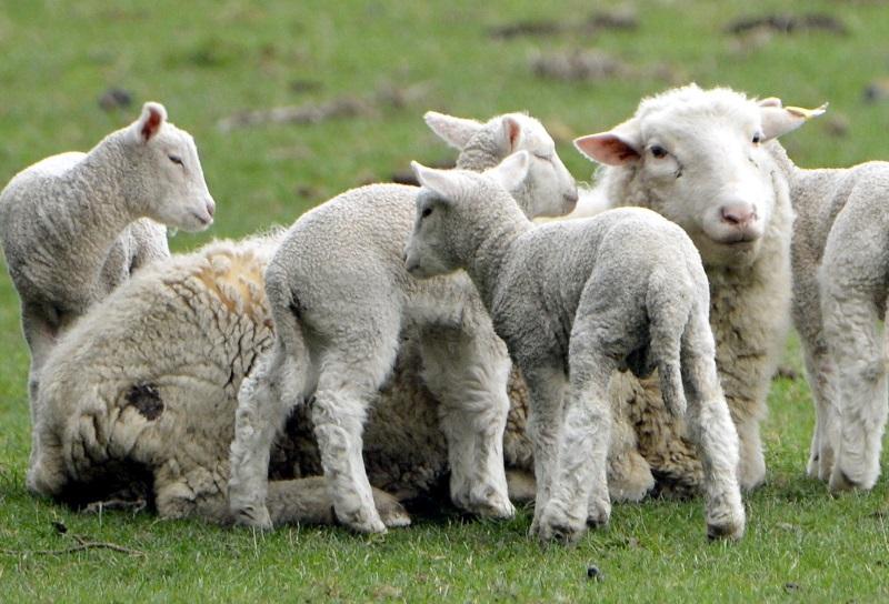 NZ lamb shortage drives up prices Otago Daily Times Online News