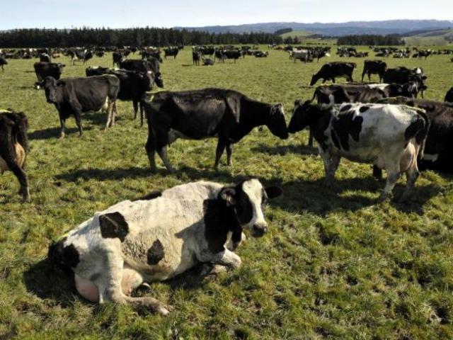 MPI cattle cull 'the right thing'