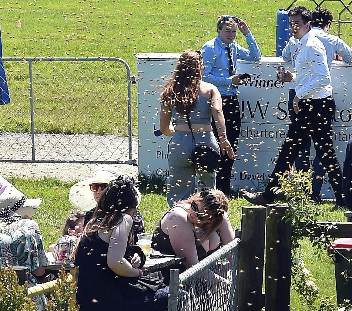 Watch: Wingatui punters duck for cover as bees invade