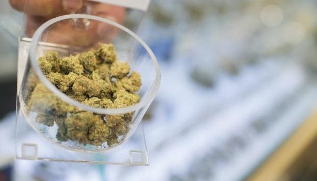 Medicinal cannabis plan to include all in palliative care