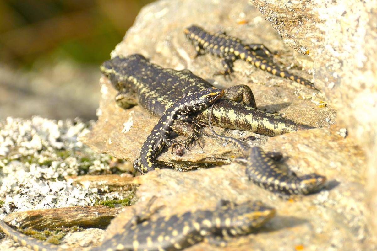 Skinks Thriving In Ecosanctuary Otago Daily Times Online News