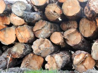 Sawmilling may end in Inangahua