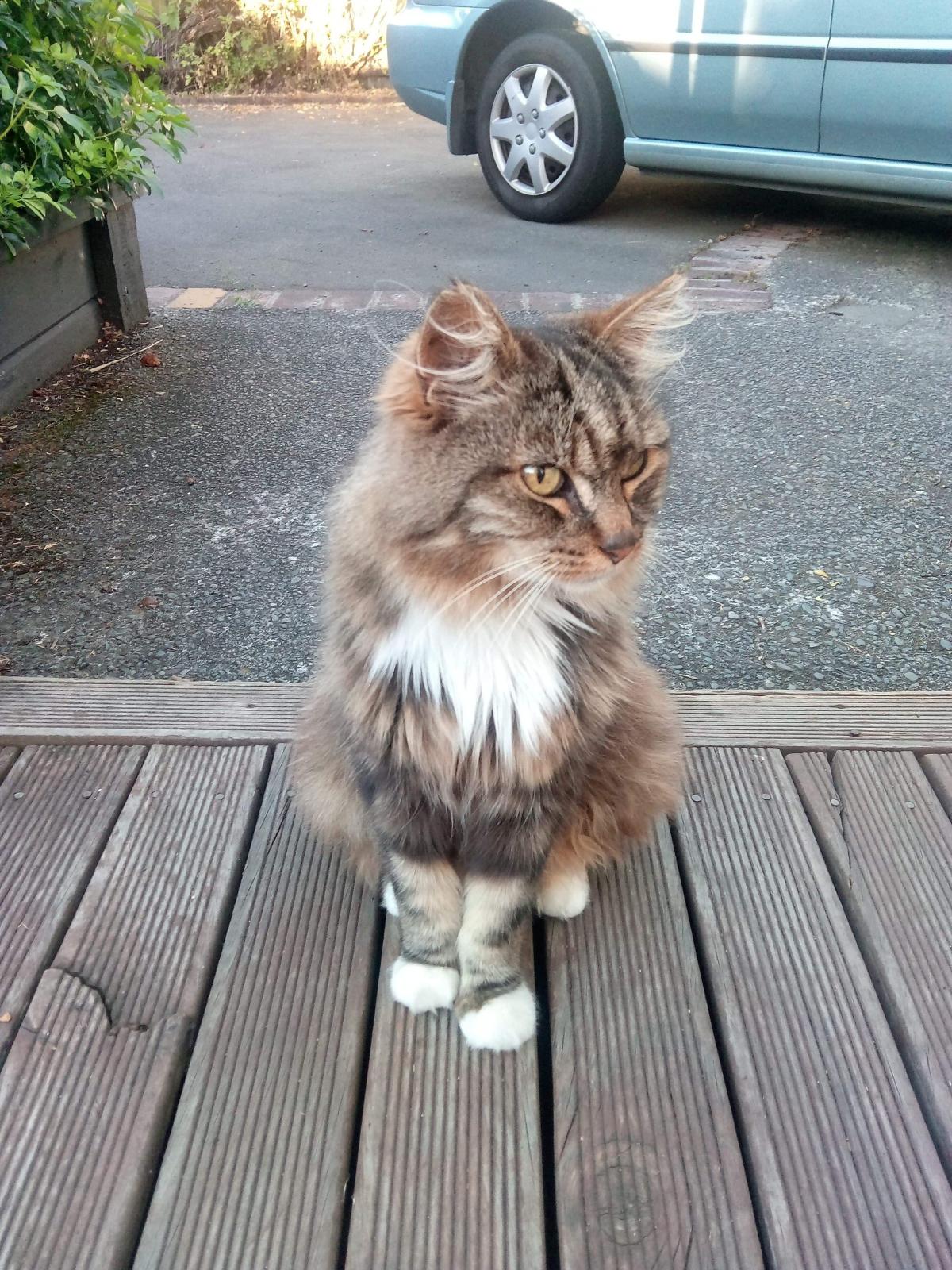 The Suburb Where Cats Are Going Missing Otago Daily Times Online