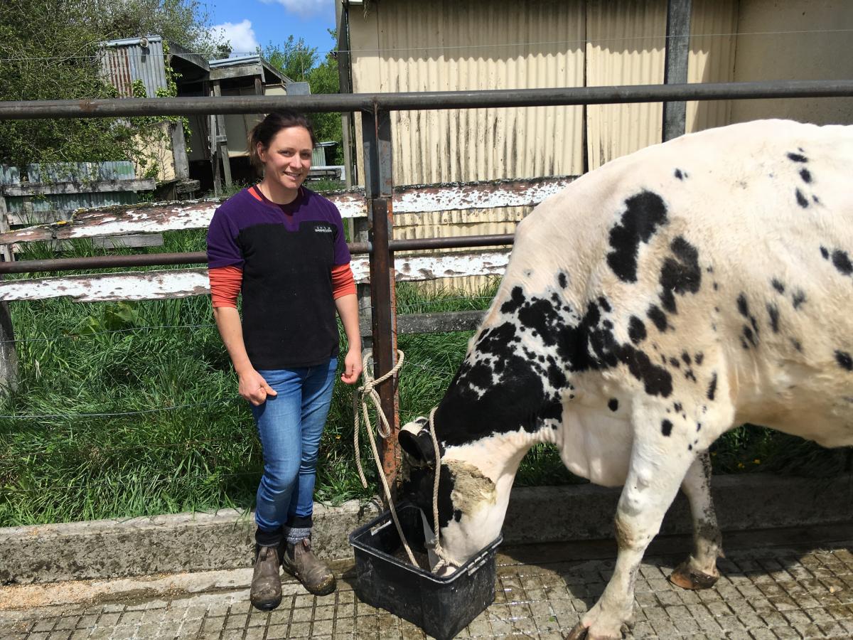 Cows sure to look their best at show