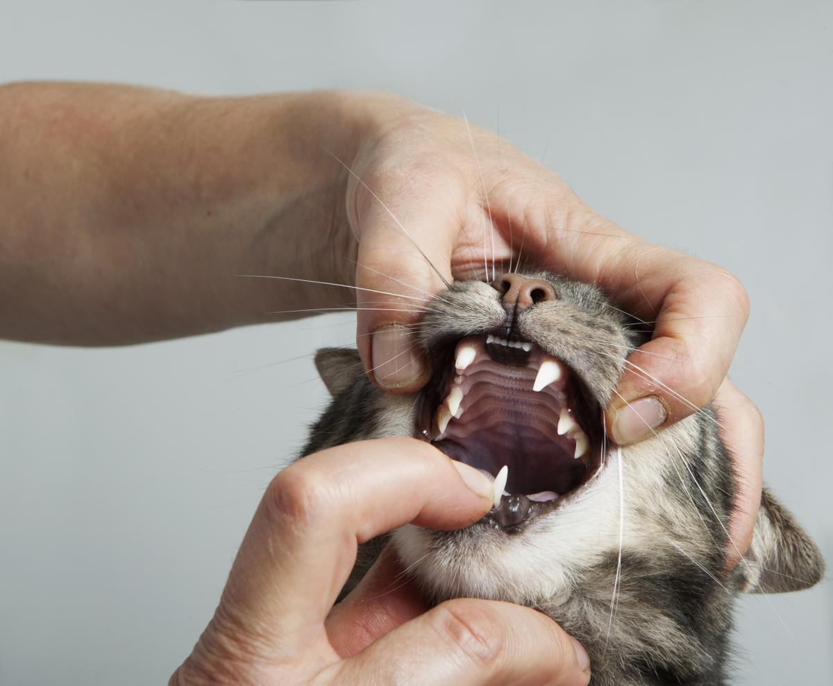 33 Best Photos Cat Euthanasia Cost Nz / Pet Loss And Feelings Of Guilt About Euthanasia Pet Loss Blog Ppct