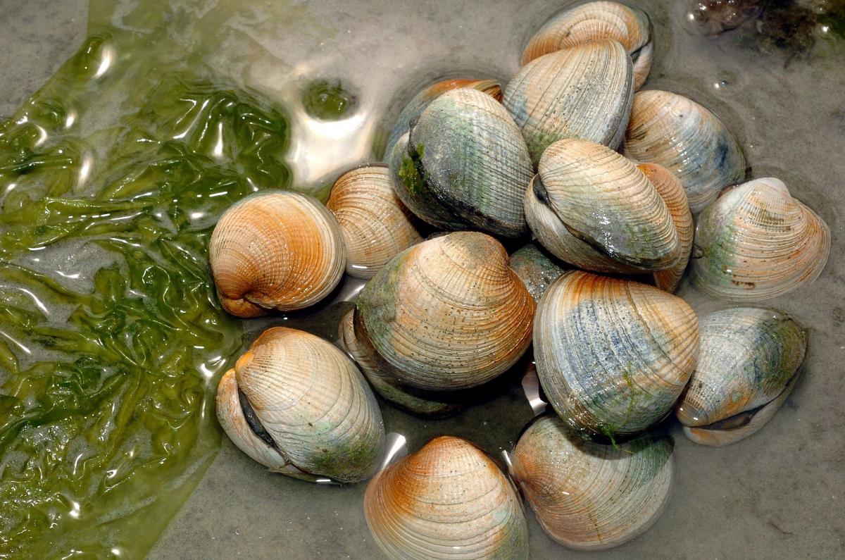 Cockles galore (and taking them means more) Otago Daily Times Online News