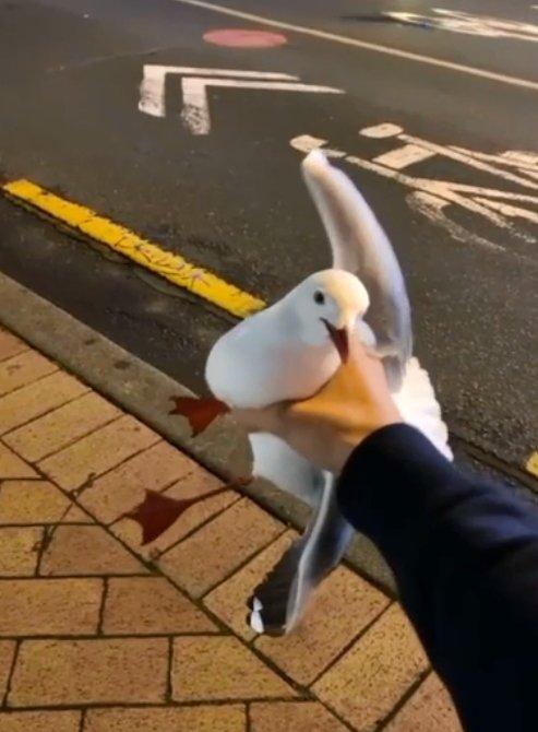 Seagull Grab On Tiktok Annoys Doc Otago Daily Times Online News Seagull Grab On Tiktok Annoys Doc Otago Daily Times Online News