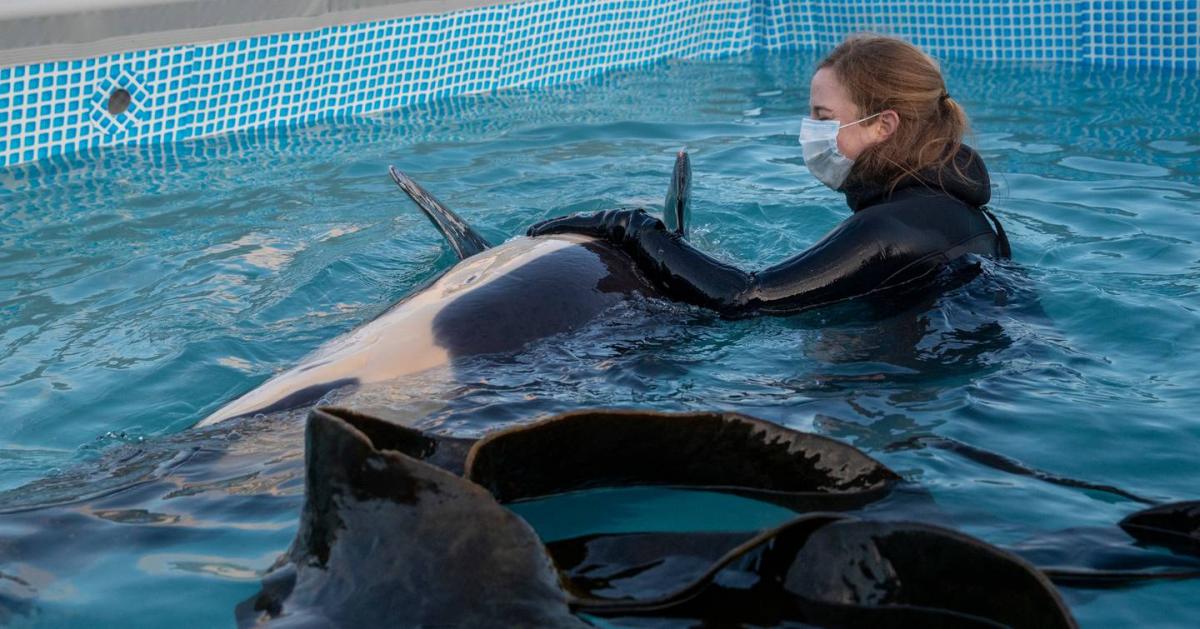 Baby orca Toa: How long will the calf remain in captivity?