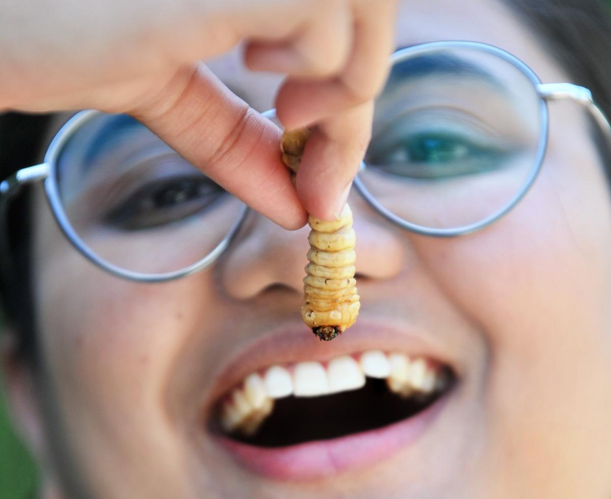 Huhu larvae could be grub of the future