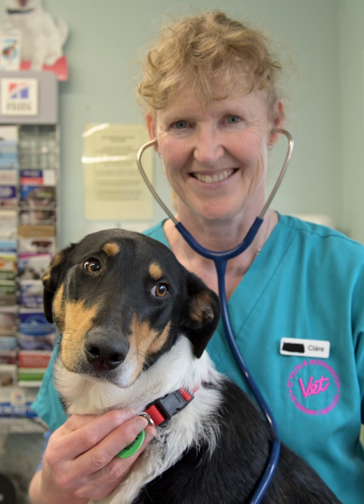 Vets shortage prompts merger | Otago Daily Times Online News Vets shortage prompts merger | Otago Daily Times Online News