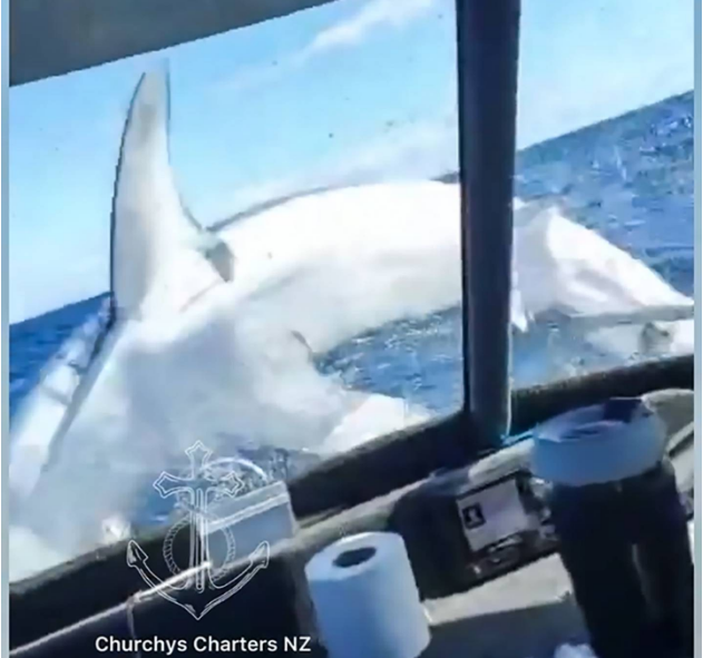 Big shark jumps on to charter boat