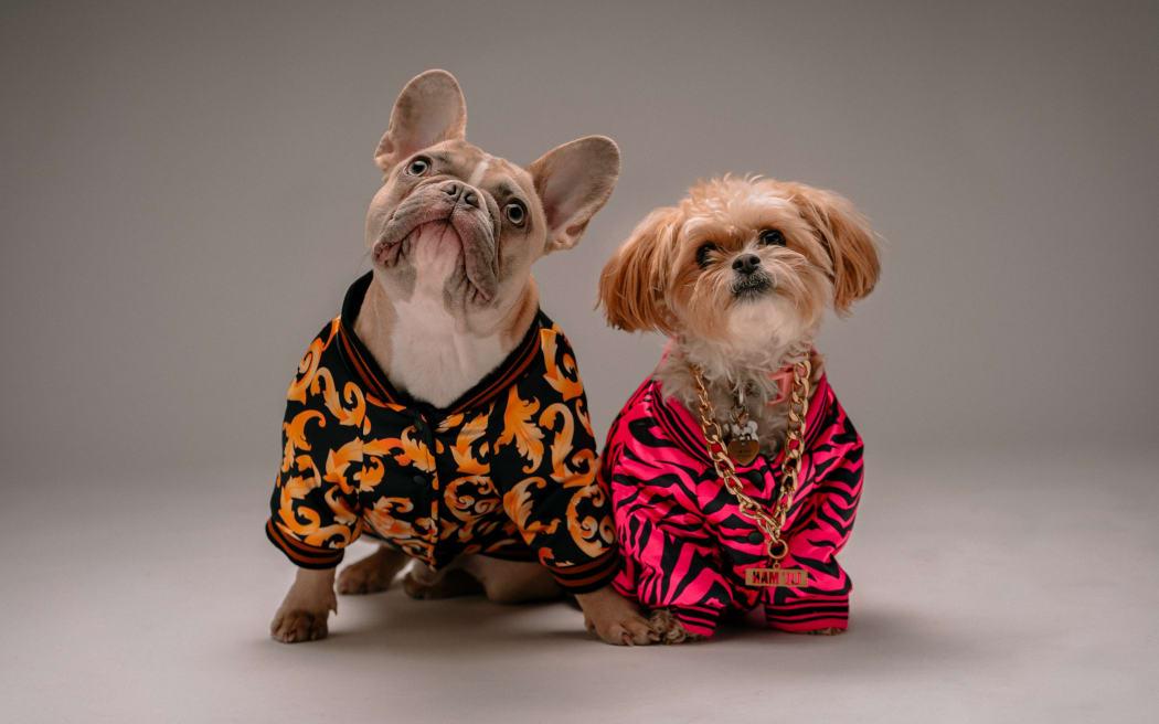Pampered pets discount hamilton