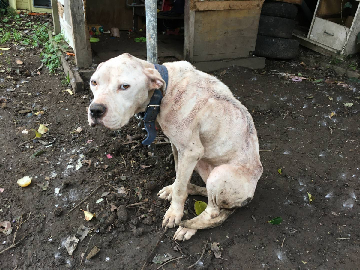 ‘Absolutely sickening’: Starving dog flea-ridden and close to death