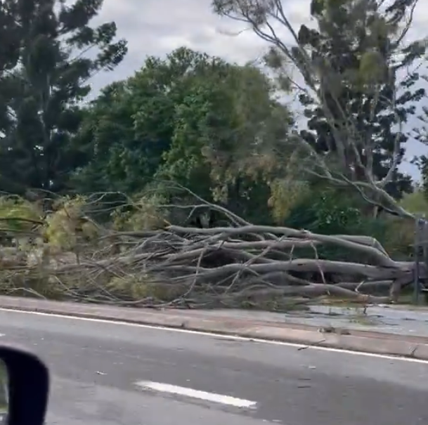 Woman killed by falling tree as storms lash Queensland Otago Daily Times Online News