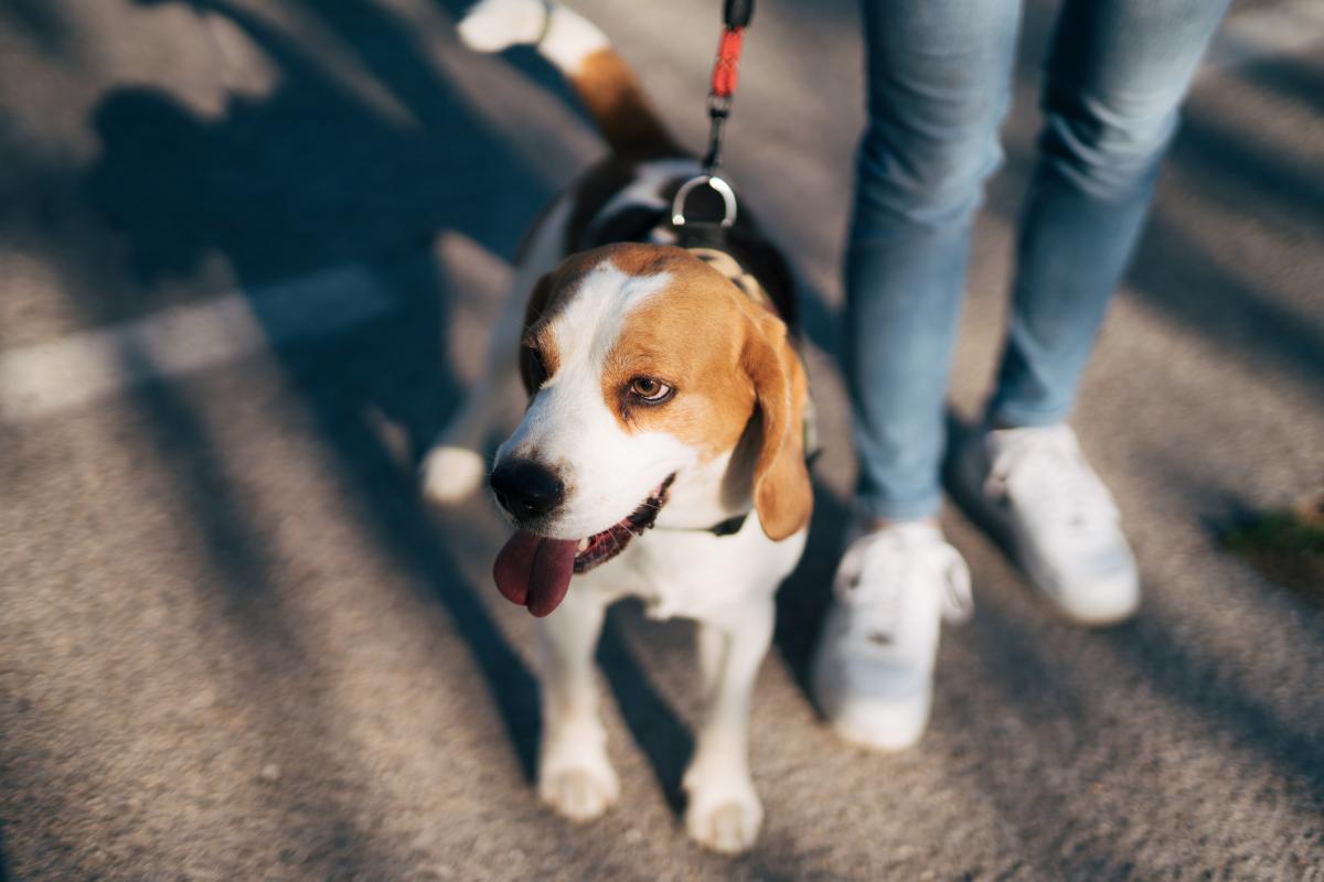 67% support dogs on leads in central city