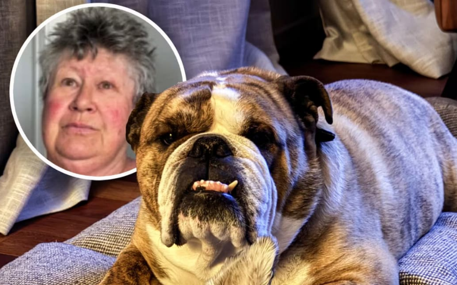 ‘Have a horrible holiday’: Pet-sitter’s message as owners watch dog die