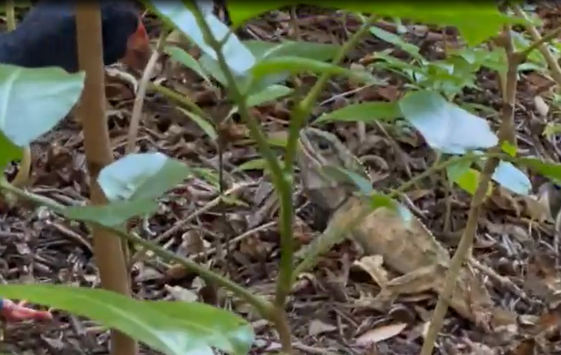 'Bit of a scrap': Takahē takes on tuatara