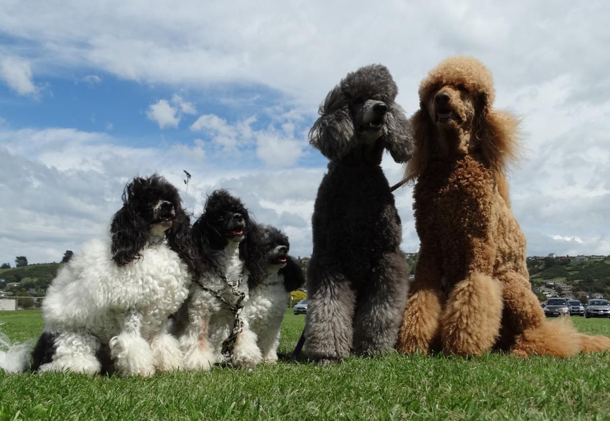 Owners face dog registrations hike