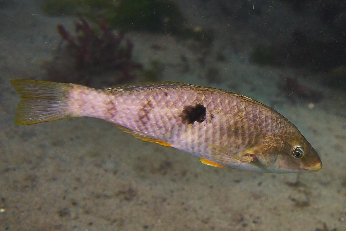 Fish can change sex fast