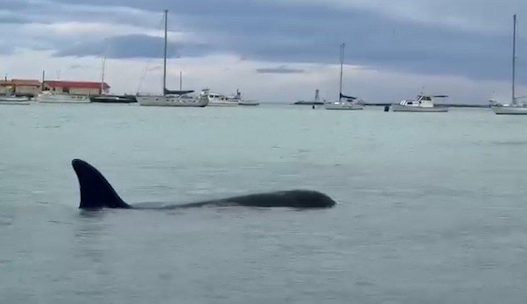 Sighting of orca in Oamaru Harbour ‘pretty special’