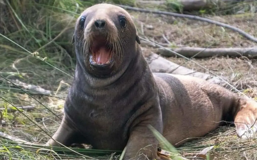Reward up to find sealion killers