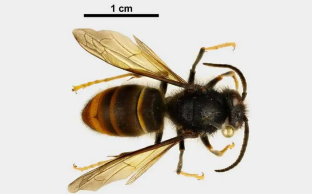 New weapon in war against hornet