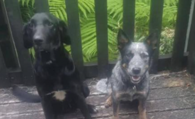 Central Otago family distraught as beloved dogs stolen