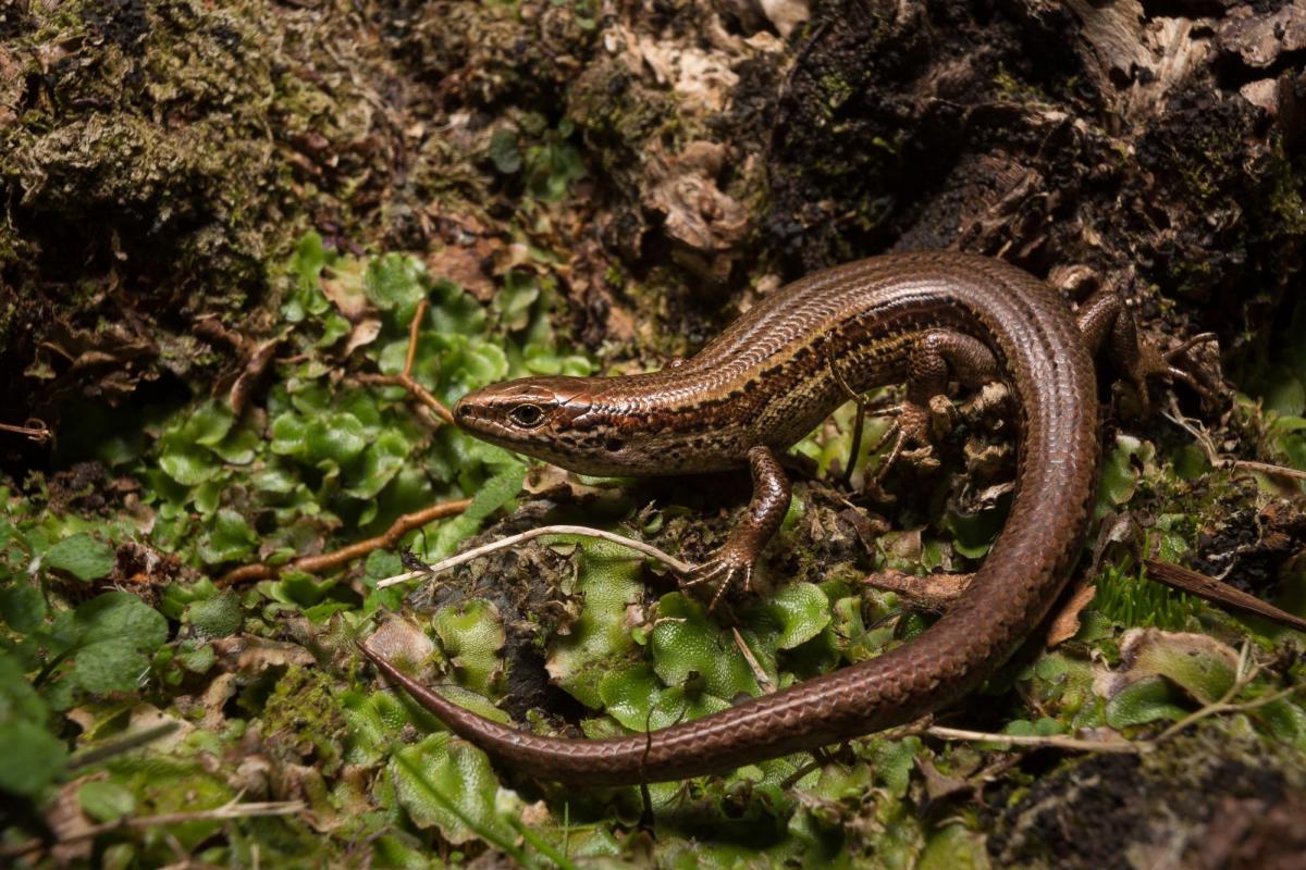 Lizard report ‘paints stark picture’