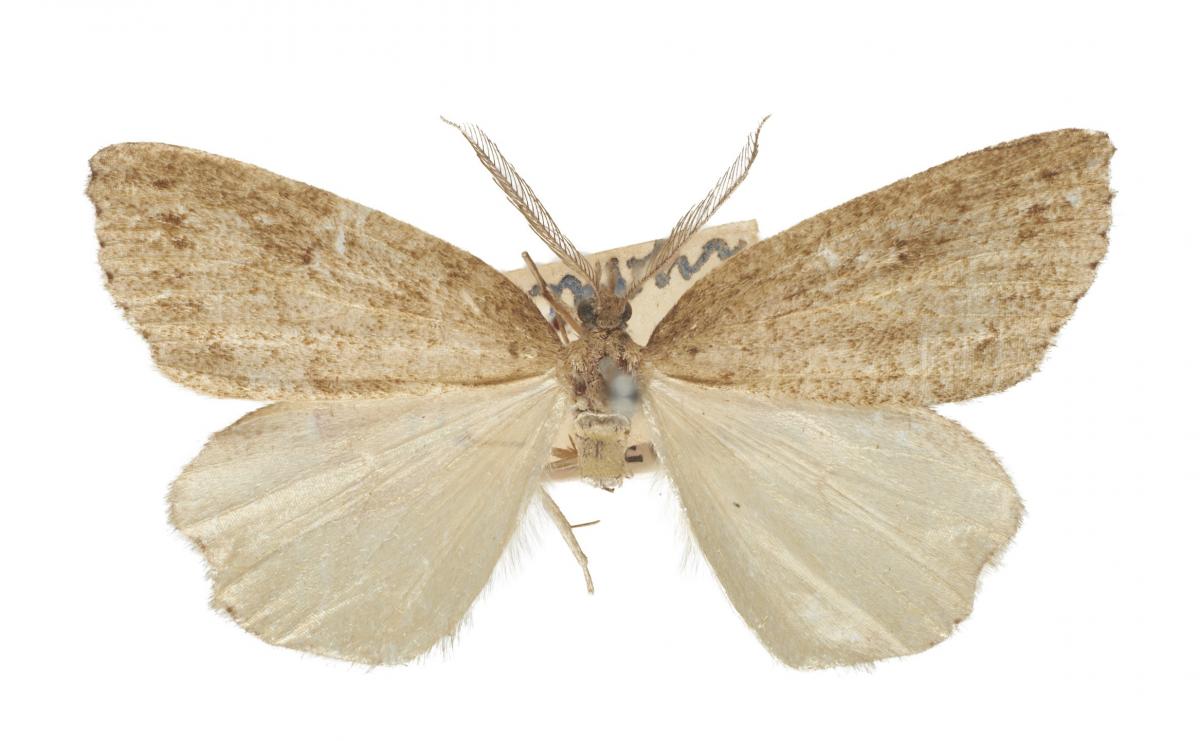 Doc staff concerned for Santana site fauna