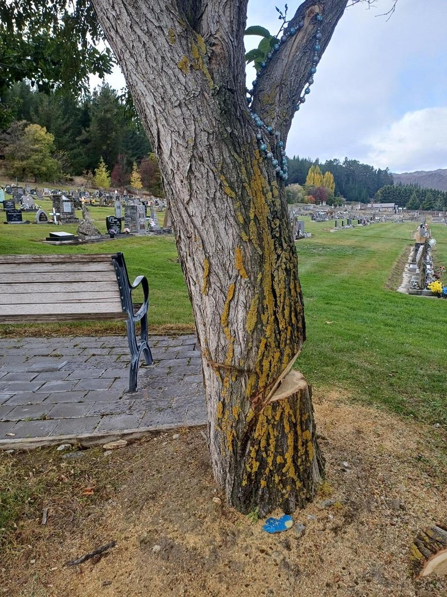 Vandalism leads to removal of cemetery tree