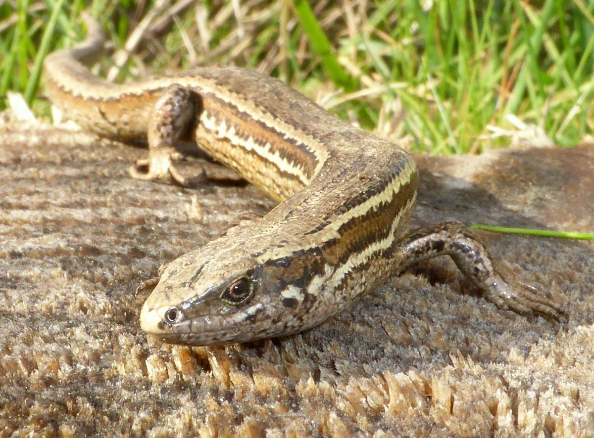 Skinks make way for Woodend Bypass