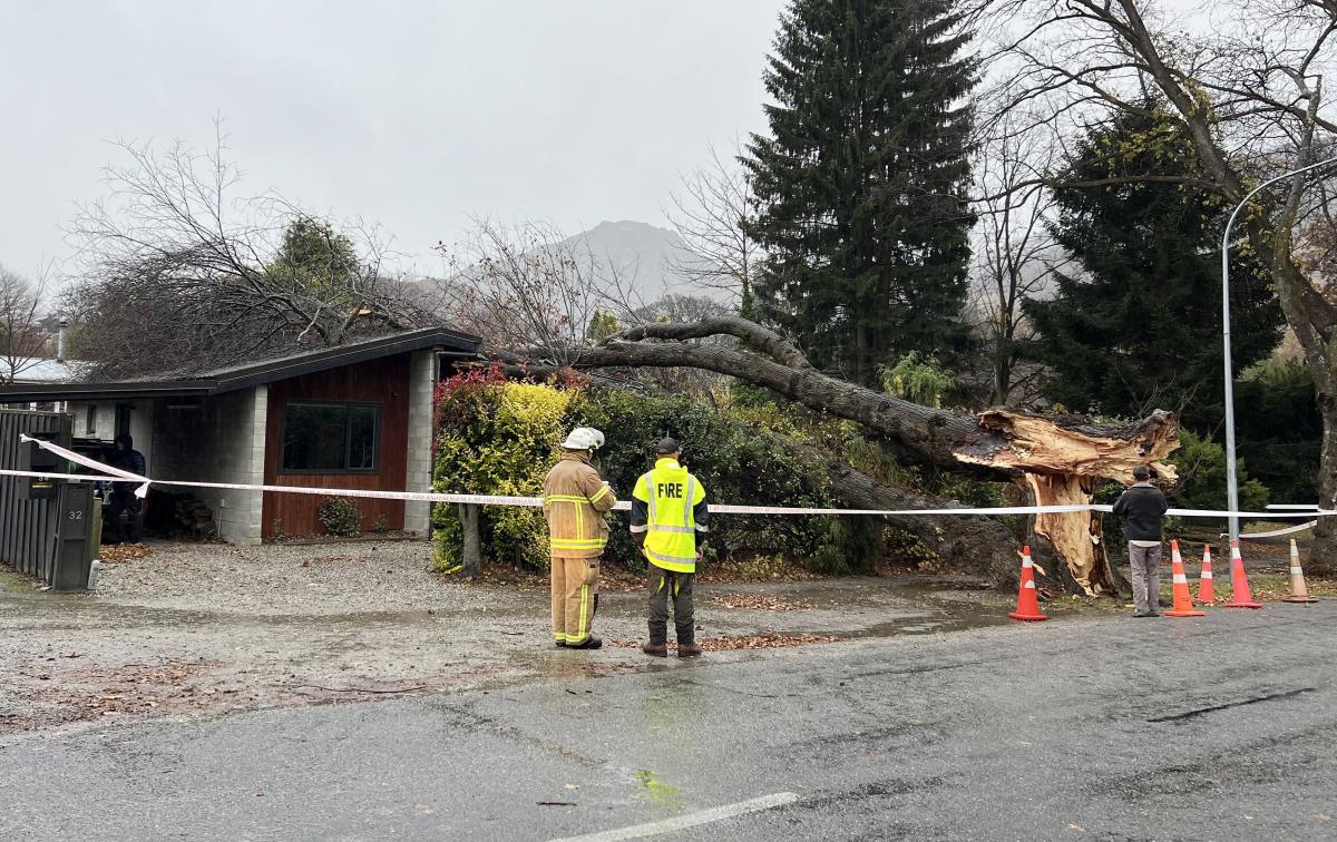 Tree deemed ‘broadly acceptable’ in March | Otago Daily Times Online News