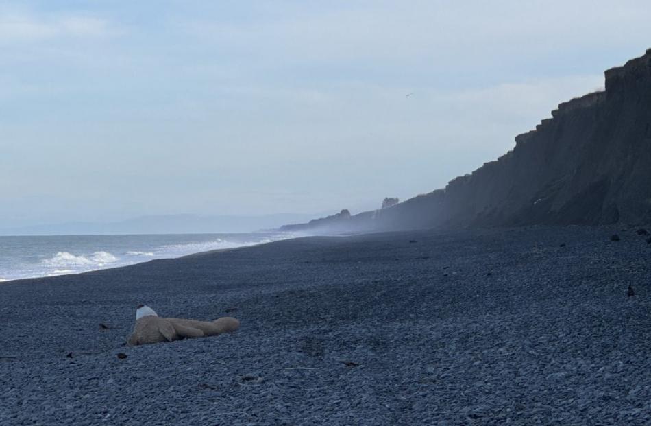 The giant teddy bear on Pendarves beach. Photo: Supplied